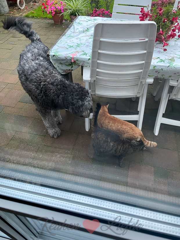 Een kijkje in de keuken week 34-2021