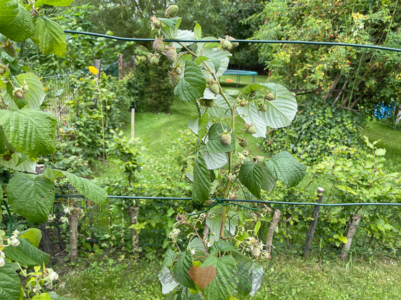 Een kijkje in de keuken week 34-2021