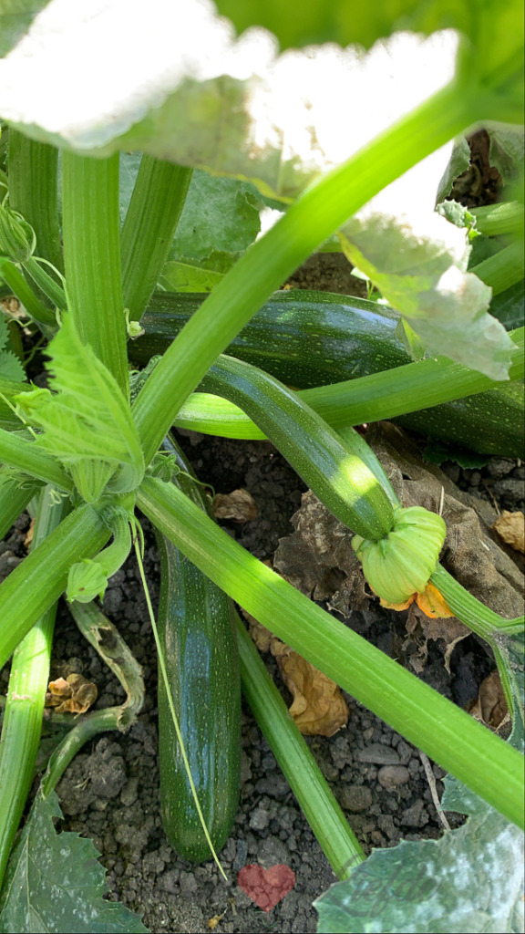 Een kijkje in de keuken week 39-2021