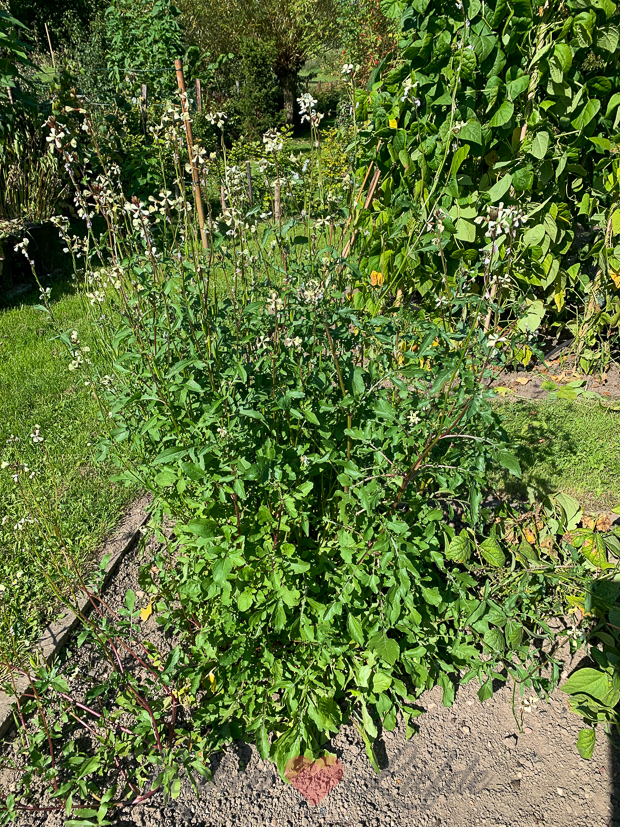 Een kijkje in de keuken week 39-2021