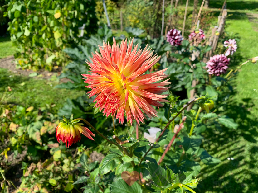 Een kijkje in de keuken week 39-2021