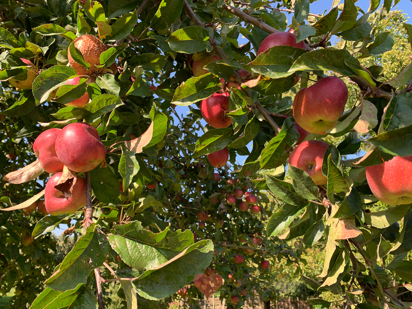 Een kijkje in de keuken week 39-2021