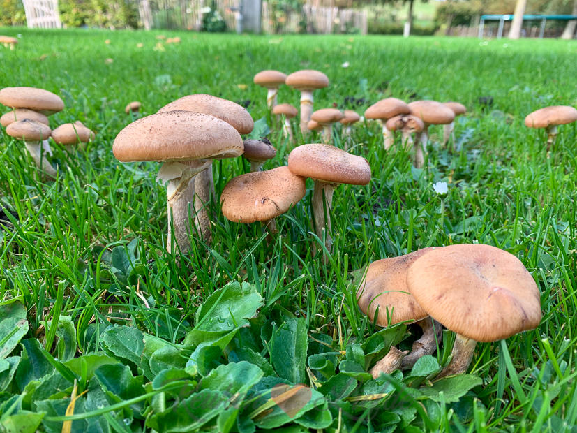 Een kijkje in de keuken week 44-2021