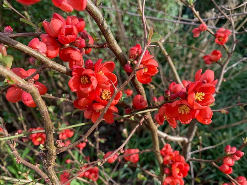 Een kijkje in de keuken week 11-2022