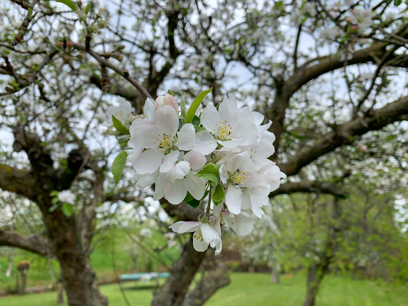 Een kijkje in de keuken week 17-2022