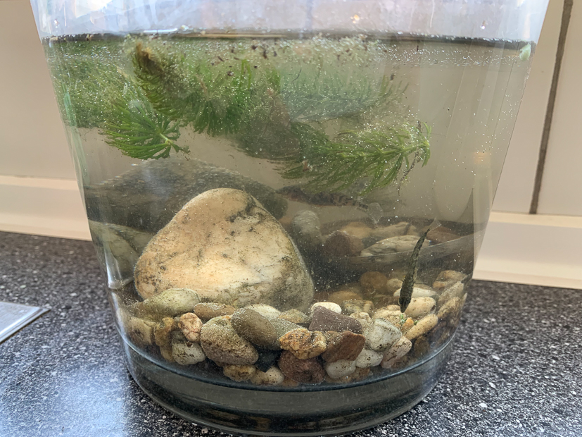 Een kijkje in de keuken week 17-2022