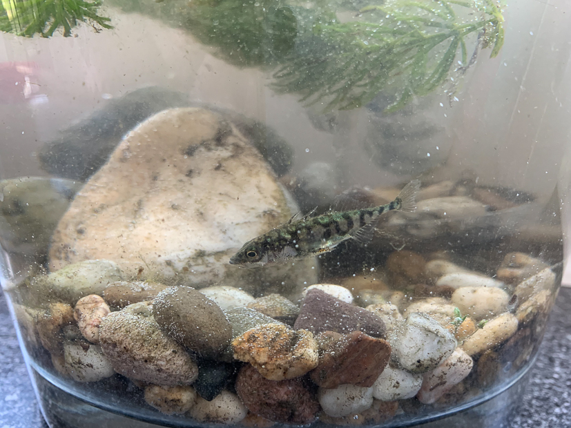 Een kijkje in de keuken week 17-2022