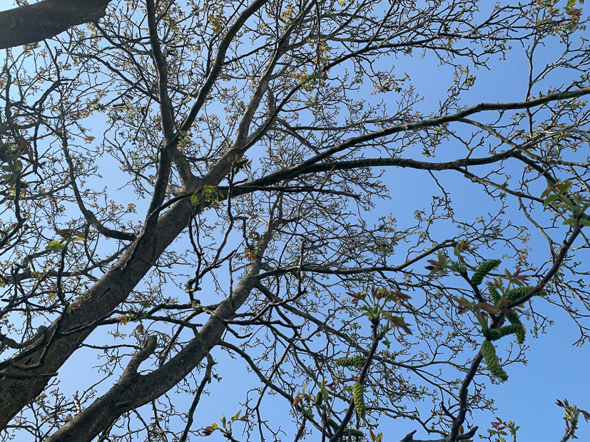 Een kijkje in de keuken week 17-2022