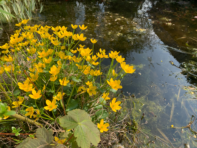 Een kijkje in de keuken week 17-2022