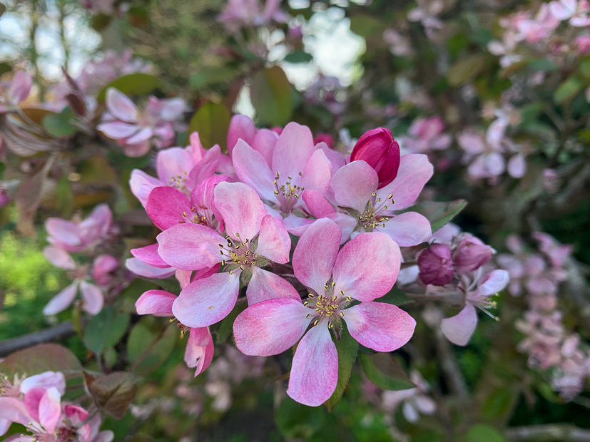 Een kijkje in de keuken week 17-2022