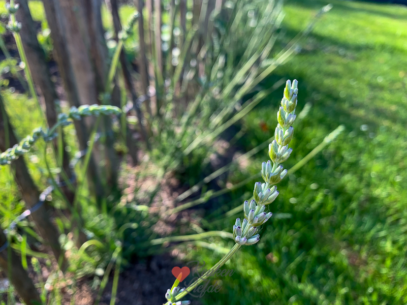 Een kijkje in de keuken week 25-2022