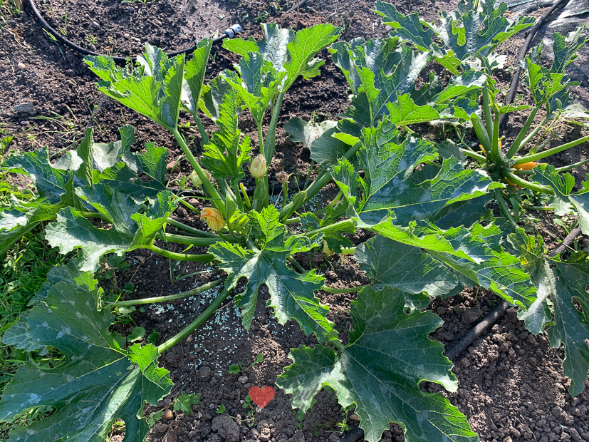 Een kijkje in de keuken week 25-2022