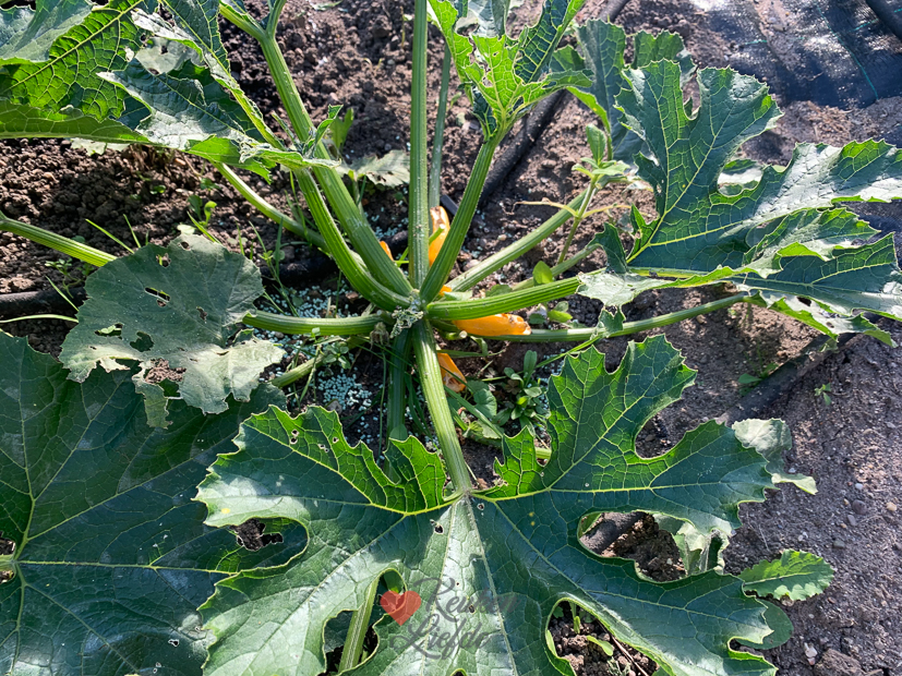 Een kijkje in de keuken week 25-2022