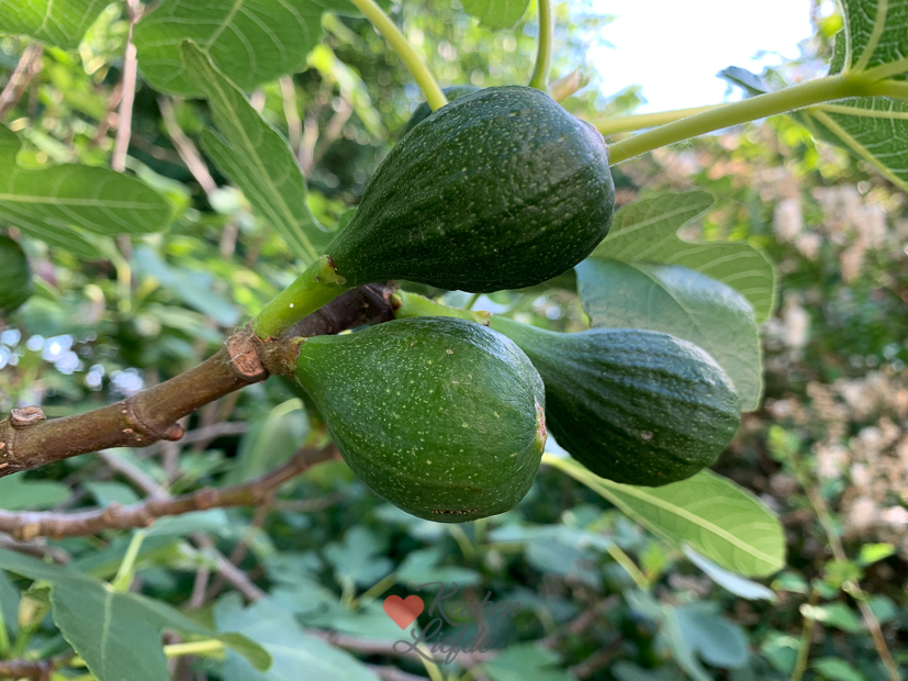 Een kijkje in de keuken week 25-2022