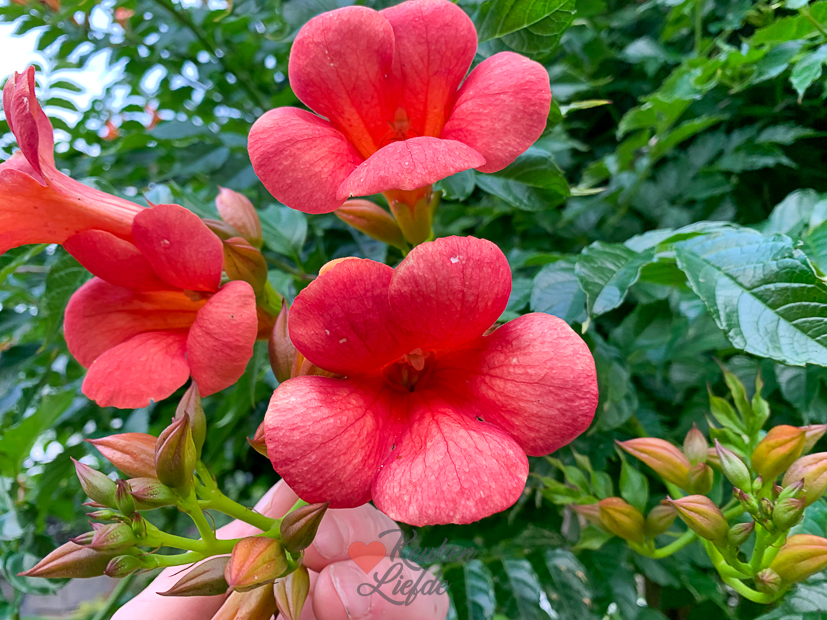Een kijkje in de keuken week 29-2022