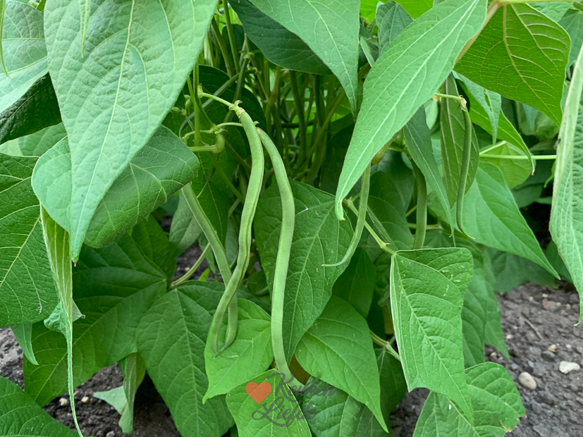 Een kijkje in de keuken week 29-2022