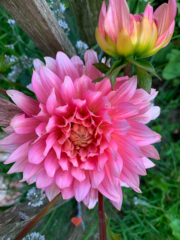 Een kijkje in de keuken week 29-2022