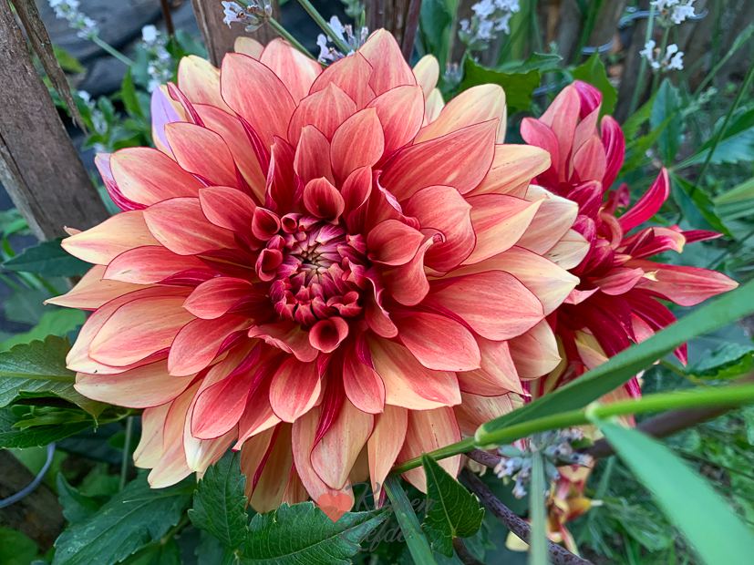 Een kijkje in de keuken week 29-2022