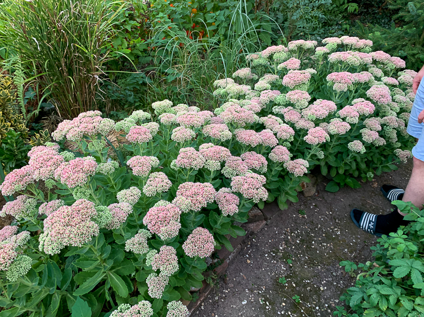 Een kijkje in de keuken week 35-2022