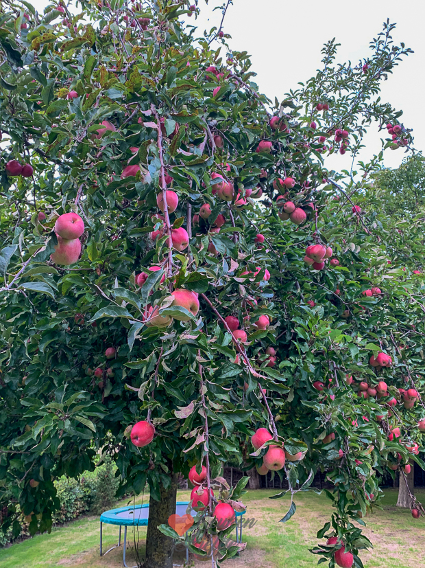 Een kijkje in de keuken week 38-2022