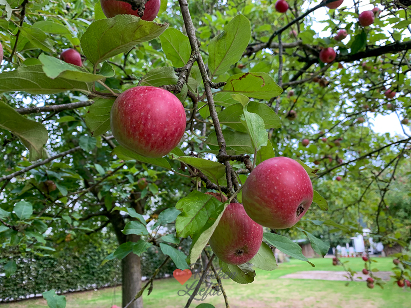 Een kijkje in de keuken week 38-2022