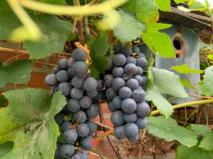 Een kijkje in de keuken week 38-2022