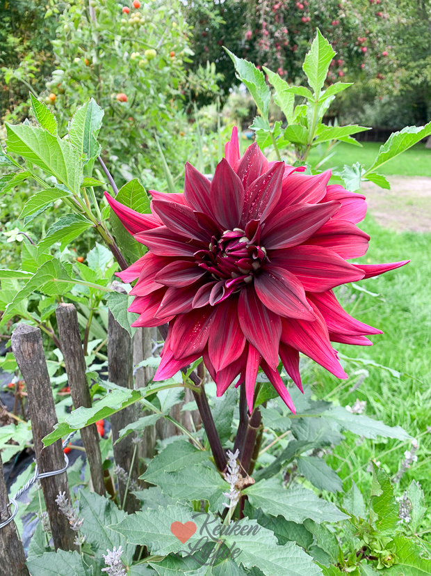 Een kijkje in de keuken week 39-2022