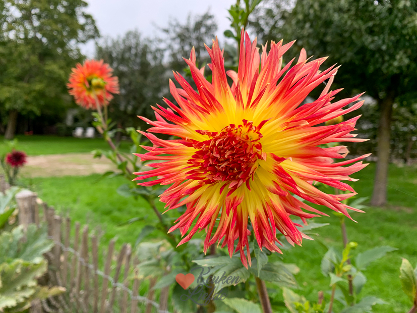 Een kijkje in de keuken week 39-2022