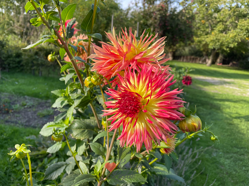 Een kijkje in de keuken week 41-2022