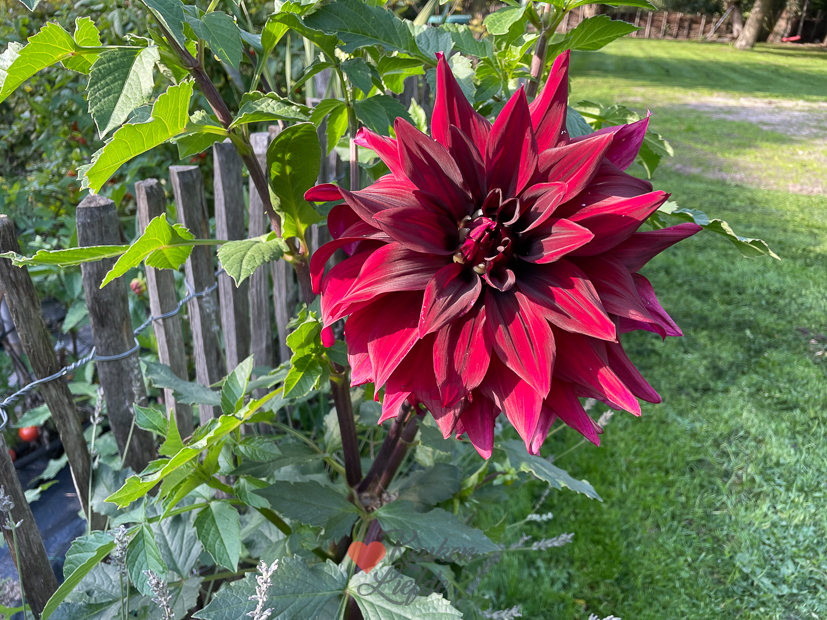 Een kijkje in de keuken week 41-2022