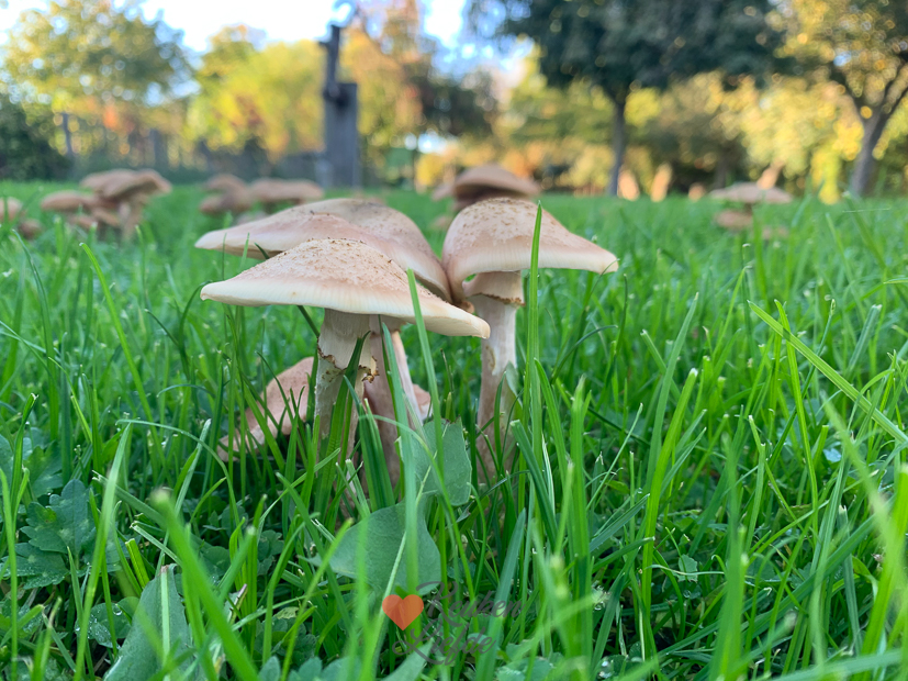 Een kijkje in de keuken week 43-2022