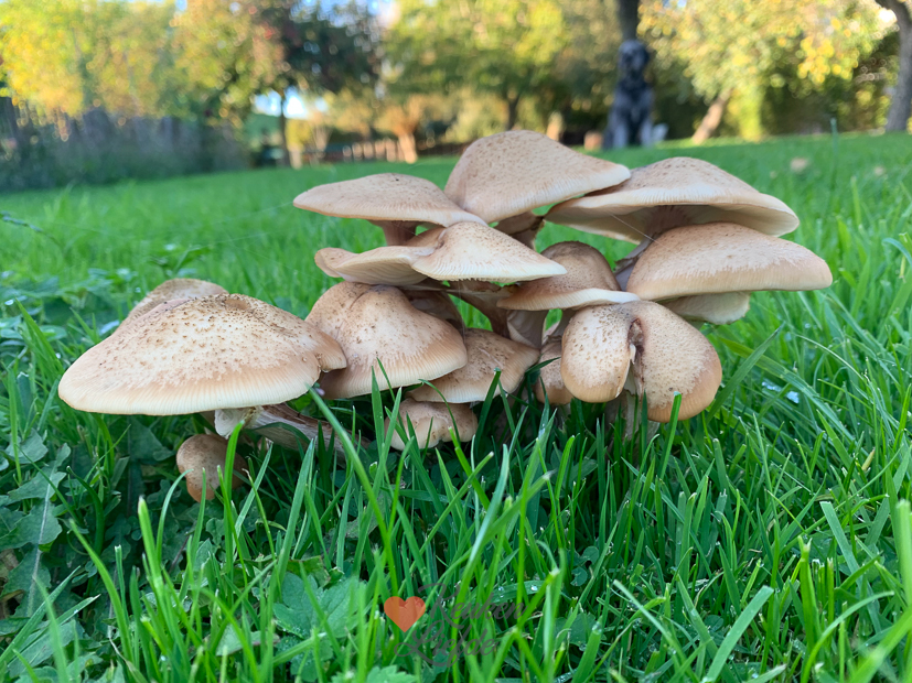 Een kijkje in de keuken week 43-2022