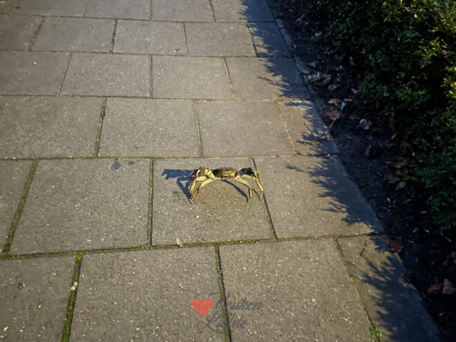 Een kijkje in de keuken week 46-2022