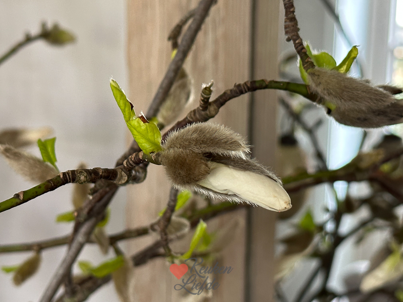 Een kijkje in de keuken week 12-2023