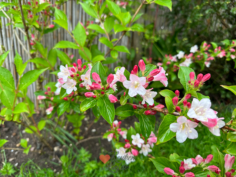 Een kijkje in de keuken week 20-2023