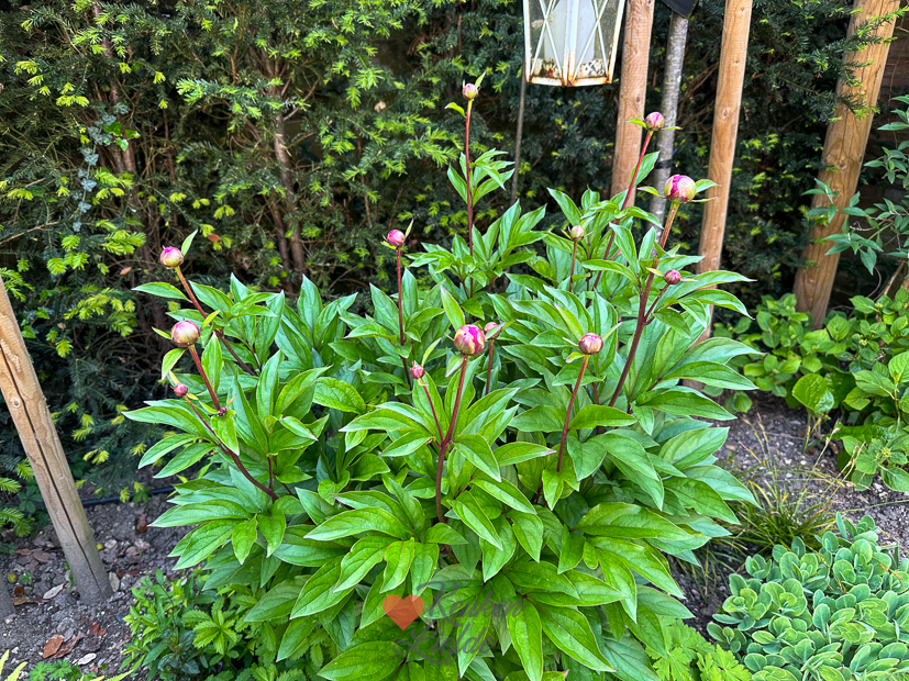 Een kijkje in de keuken week 21-2023