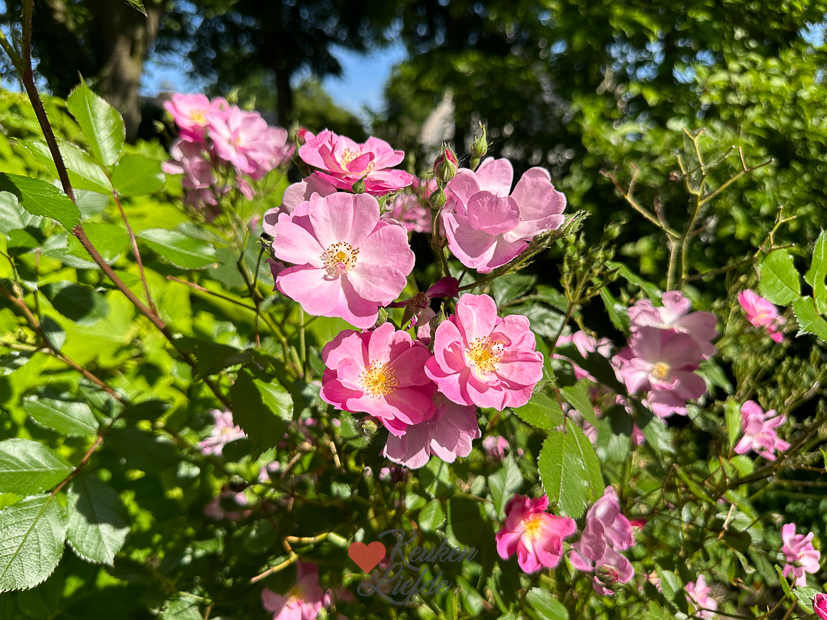 Een kijkje in de keuken week 23-2023