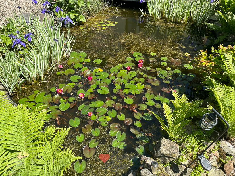 Een kijkje in de keuken week 23-2023