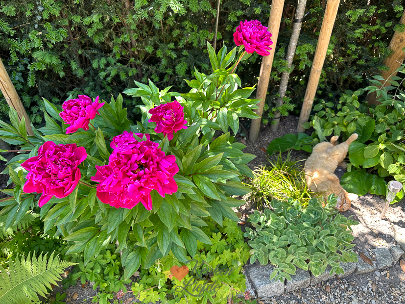 Een kijkje in de keuken week 23-2023