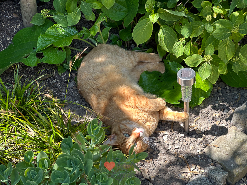 Een kijkje in de keuken week 23-2023