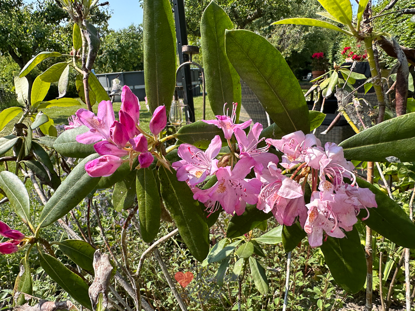 Een kijkje in de keuken week 23-2023