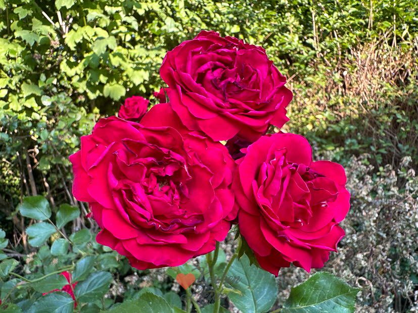 Een kijkje in de keuken week 25-2023