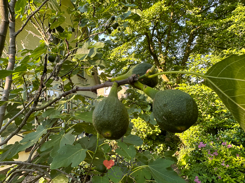 Een kijkje in de keuken week 25-2023
