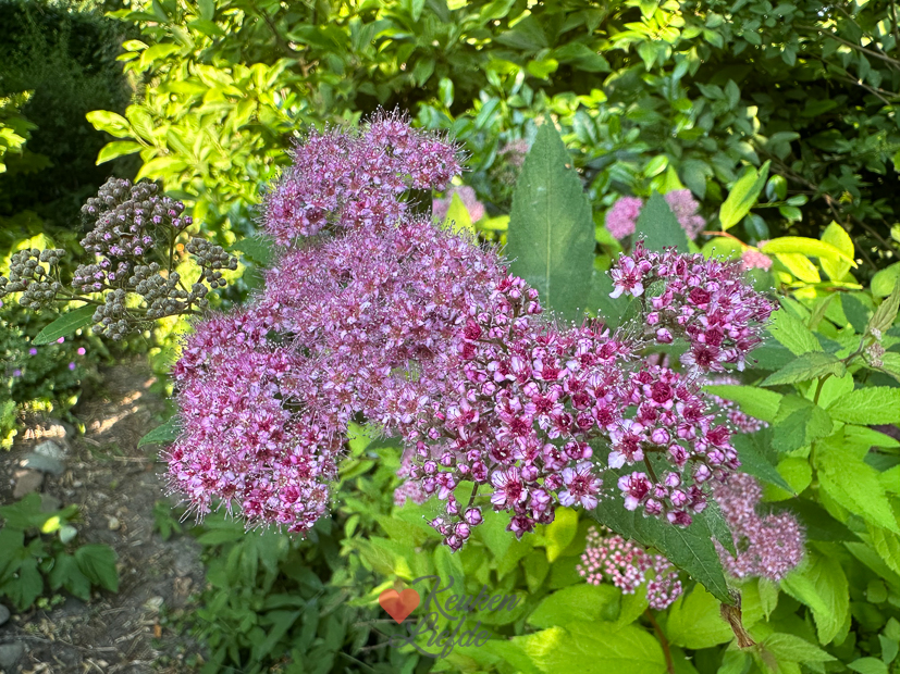Een kijkje in de keuken week 25-2023