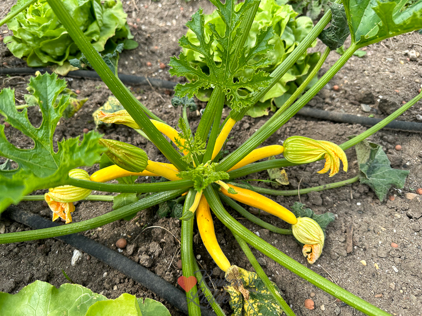 Een kijkje in de keuken week 27-2023