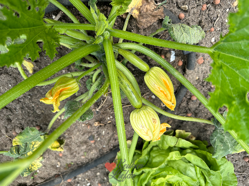 Een kijkje in de keuken week 27-2023