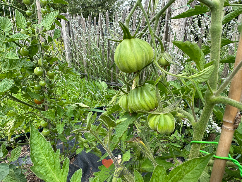 Een kijkje in de keuken week 27-2023