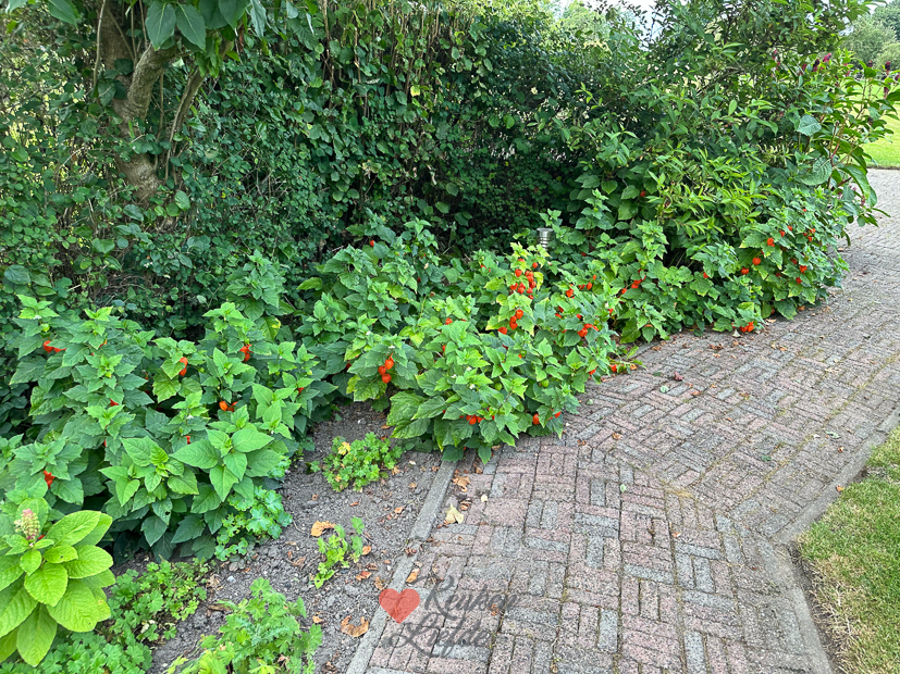 Een kijkje in de keuken week 35-2023