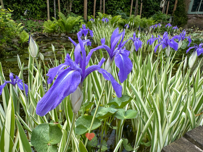 Een kijkje in de keuken week 21 2024