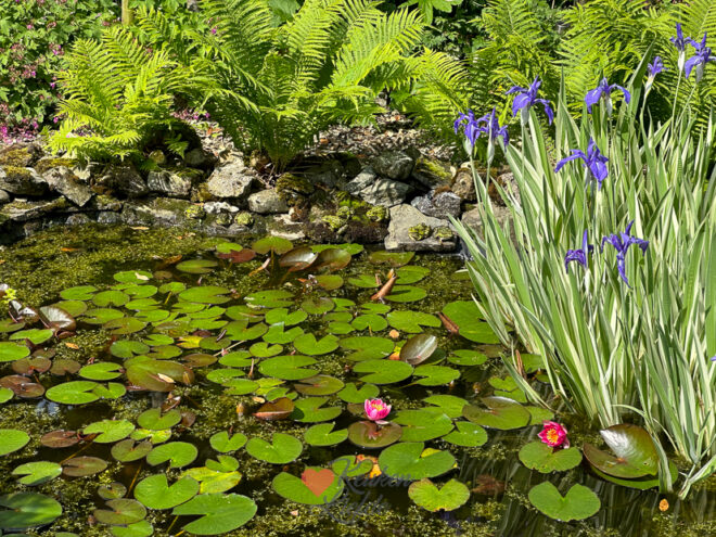 Een kijkje in de keuken week 21 2024